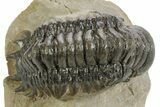 Detailed Crotalocephalina Trilobite - Atchana, Morocco #359549-2